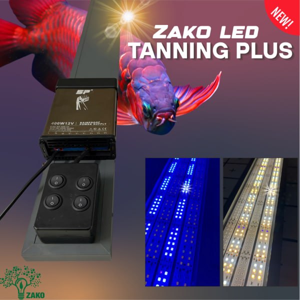 Đèn máng Tanning Plus