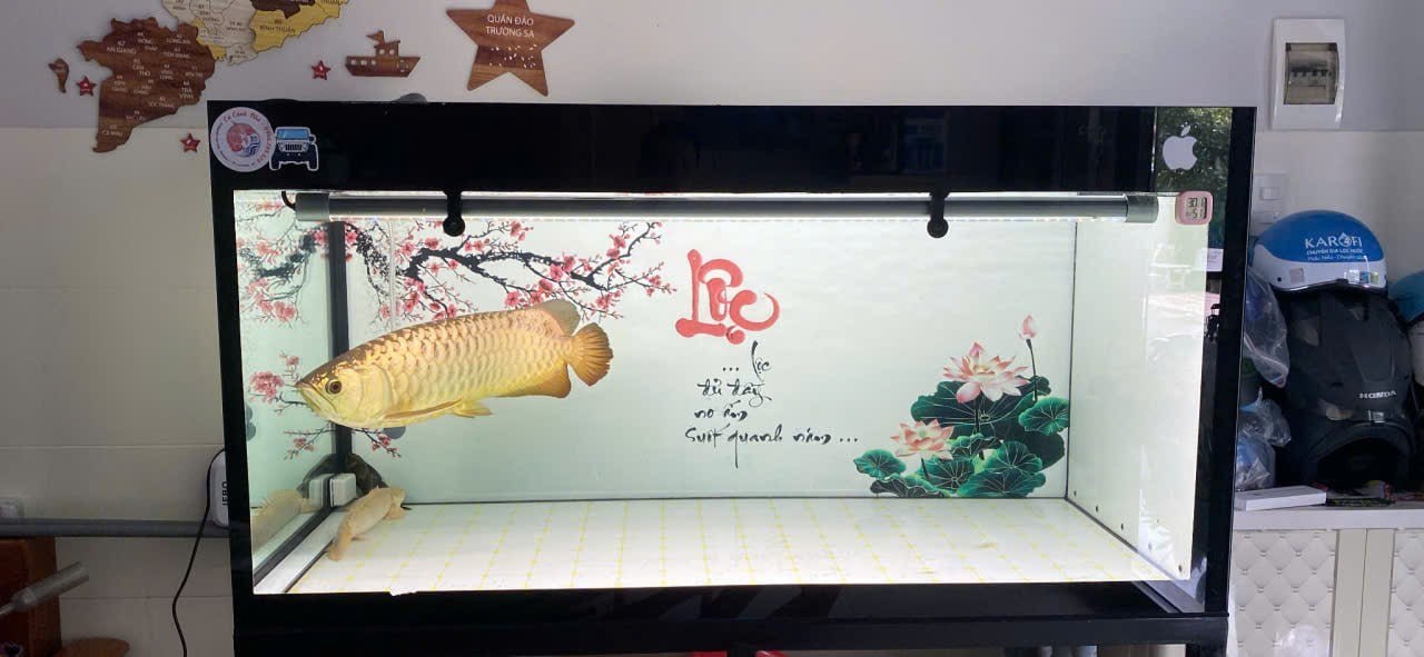 Hồ cá dùng đèn D35 Bối